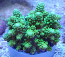 画像1: No.19 フィジー産 ツツユビミドリイシ (1)