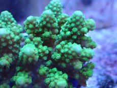 画像2: No.19 フィジー産 ツツユビミドリイシ (2)