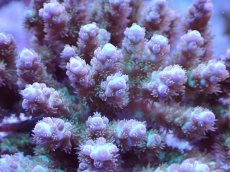 画像2: No.20 浅場ミドリイシ (2)