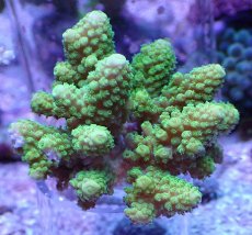 画像1: No.22 フィジー産 ツツユビミドリイシ (1)