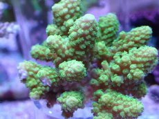 画像2: No.22 フィジー産 ツツユビミドリイシ (2)