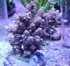 画像1: No.23 浅場ミドリイシ (1)