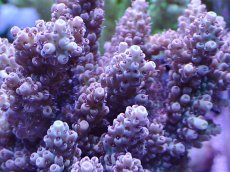 画像2: No.23 浅場ミドリイシ (2)