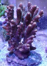 画像1: No.24 ハイマツミドリイシ (1)