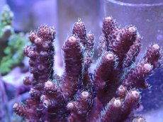 画像2: No.24 ハイマツミドリイシ (2)