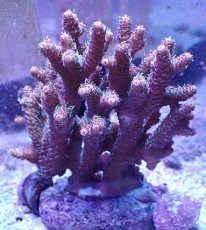 画像1: No.25 ハイマツミドリイシ (1)