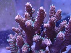 画像2: No.25 ハイマツミドリイシ (2)