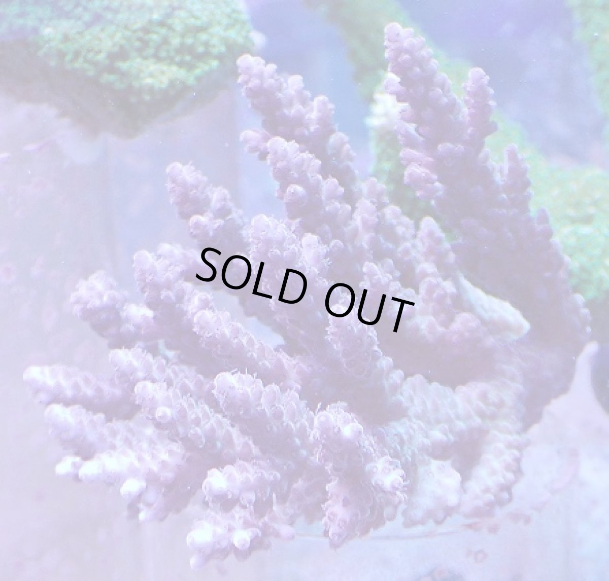 画像1: No.26 オーストラリア産 浅場ミドリイシ (1)