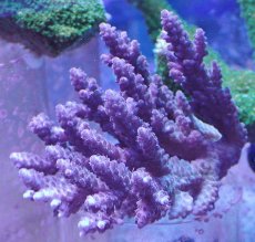 画像1: No.26 オーストラリア産 浅場ミドリイシ (1)