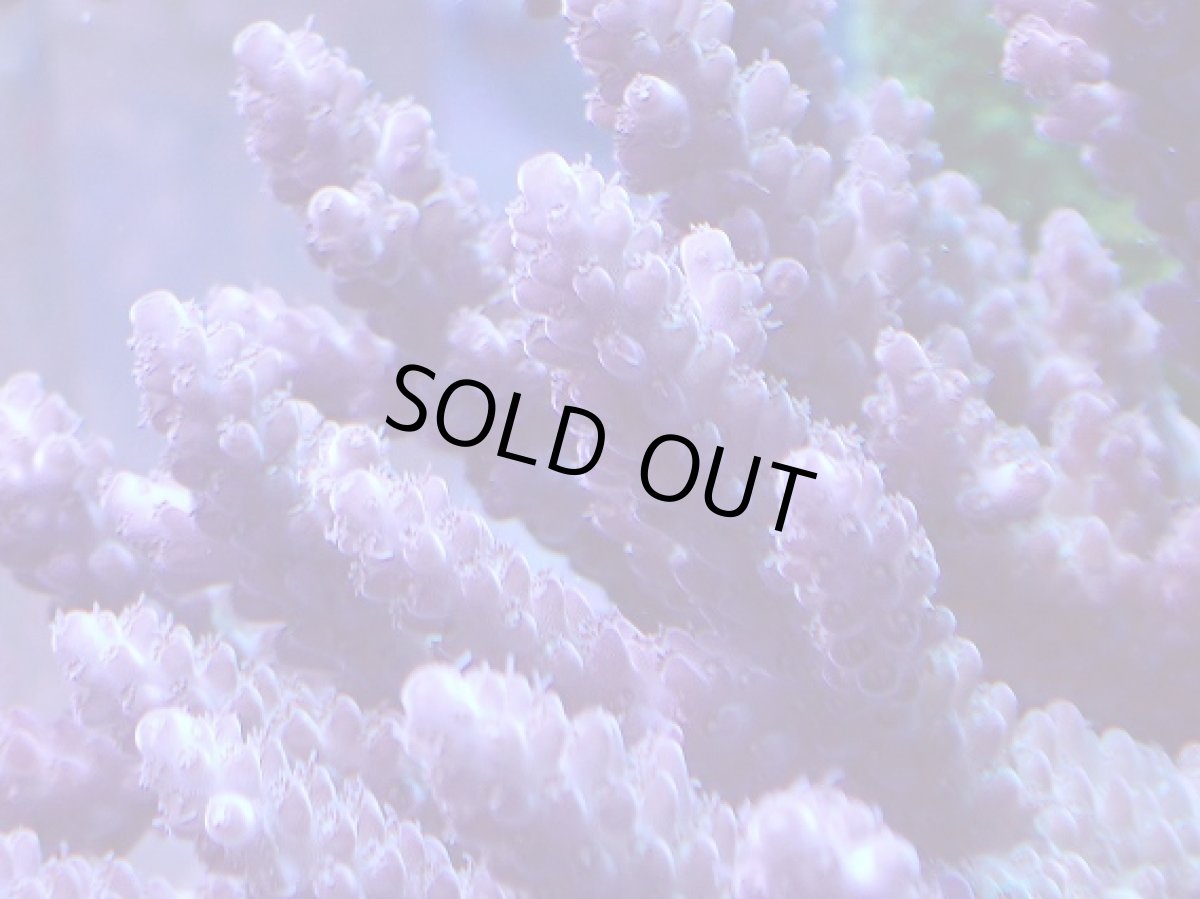 画像2: No.26 オーストラリア産 浅場ミドリイシ (2)