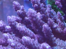 画像2: No.26 オーストラリア産 浅場ミドリイシ (2)