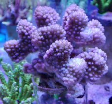 画像1: No.27 ヘラジカハナヤサイサンゴ　ピンク (1)