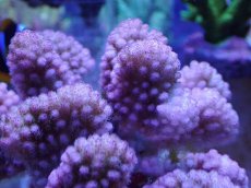 画像2: No.27 ヘラジカハナヤサイサンゴ　ピンク (2)