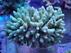 画像1: No.28 フィジー産 ハイマツミドリイシ (1)