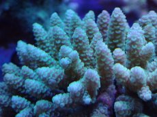 画像2: No.28 フィジー産 ハイマツミドリイシ (2)