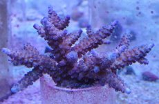 画像1: No.29 フィジー産 スギノキミドリイシ (1)