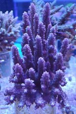 画像1: No.30 オーストラリア産 浅場ミドリイシ (1)