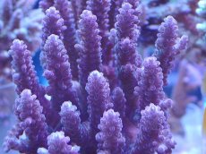 画像2: No.30 オーストラリア産 浅場ミドリイシ (2)