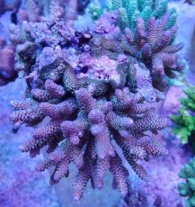 画像1: No.31 フィジー産 ハイマツミドリイシ (1)