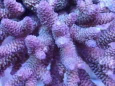 画像2: No.31 フィジー産 ハイマツミドリイシ (2)