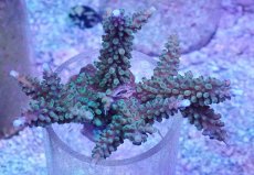 画像1: No.32 フィジー産 スギノキミドリイシ (1)