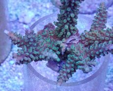 画像2: No.32 フィジー産 スギノキミドリイシ (2)