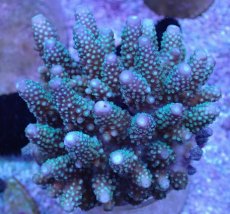 画像1: No.33 フィジー産 ツツユビミドリイシ (1)