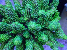 画像2: No.34 フィジー産 ツツユビミドリイシ (2)