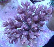 画像1: No.35 フィジー産 浅場ミドリイシ (1)