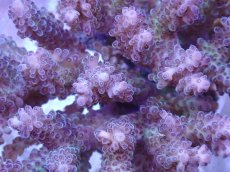 画像2: No.35 フィジー産 浅場ミドリイシ (2)