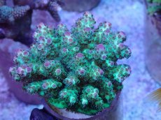 画像1: No.36 フィジー産 カドエダミドリイシ (1)