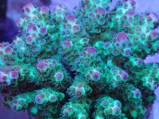 画像2: No.36 フィジー産 カドエダミドリイシ (2)