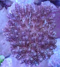 画像1: No.37 フィジー産 クシハダミドリイシ (1)