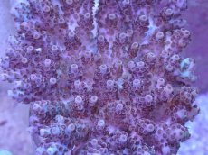 画像2: No.37 フィジー産 クシハダミドリイシ (2)