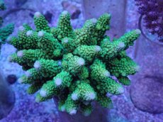 画像1: No.38 フィジー産 ツツユビミドリイシ (1)