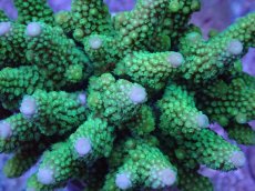 画像2: No.38 フィジー産 ツツユビミドリイシ (2)