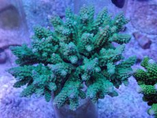 画像1: No.39 フィジー産 浅場ミドリイシ (1)