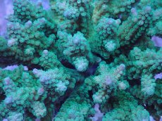 画像2: No.39 フィジー産 浅場ミドリイシ (2)