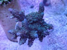 画像1: No.40 フィジー産 スギノキミドリイシ (1)