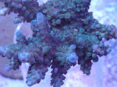 画像2: No.40 フィジー産 スギノキミドリイシ (2)