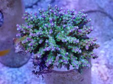 画像1: No.41 フィジー産 スゲミドリイシ (1)