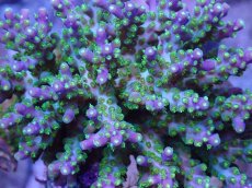 画像2: No.41 フィジー産 スゲミドリイシ (2)