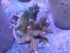 画像1: No.42 フィジー産 スギノキミドリイシ (1)