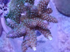 画像2: No.42 フィジー産 スギノキミドリイシ (2)