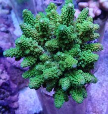 画像1: No.43 フィジー産 ツツユビミドリイシ (1)