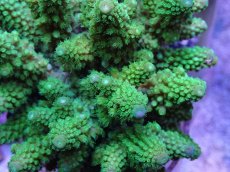 画像2: No.43 フィジー産 ツツユビミドリイシ (2)