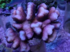 画像1: No.44 フィジー産 ショウガサンゴ　ピンク (1)