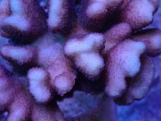 画像2: No.44 フィジー産 ショウガサンゴ　ピンク (2)