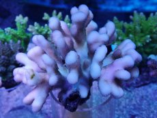 画像1: No.45 フィジー産 ショウガサンゴ　ピンク (1)