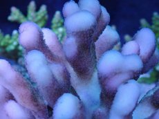 画像2: No.45 フィジー産 ショウガサンゴ　ピンク (2)